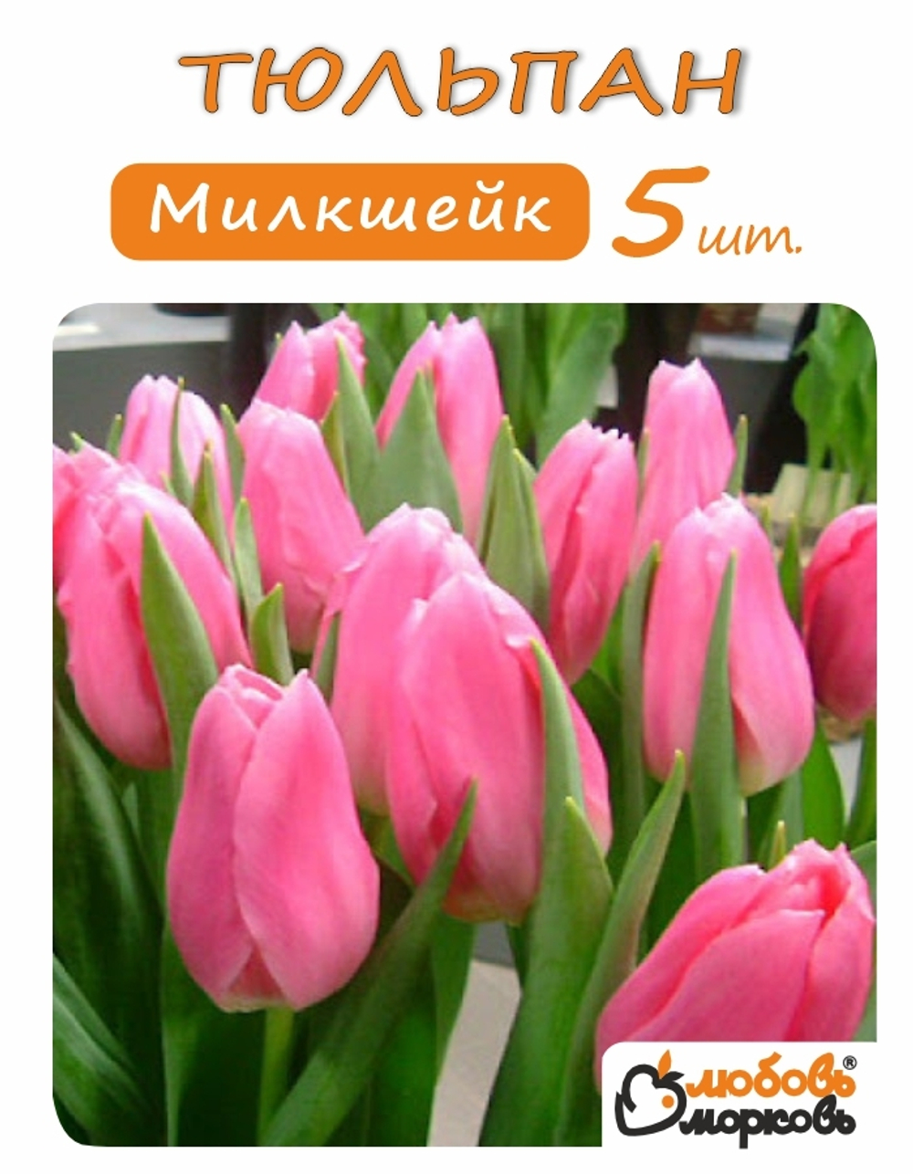 Тюльпан Луковица, Милкшейк, 5 шт
