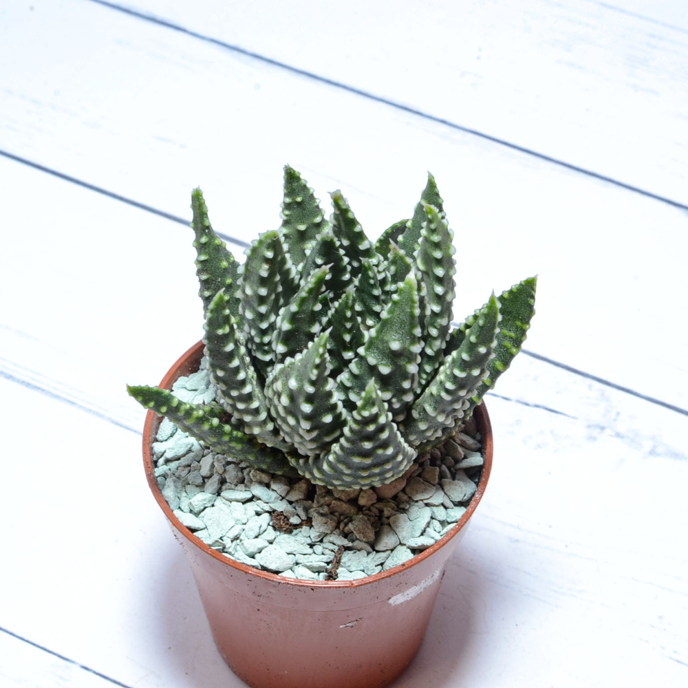 Haworthia Margaritifera Pumila (Хавортия)