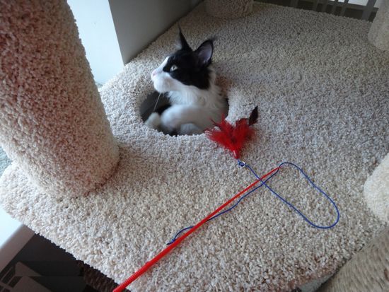 Дом для кота И-258 (мейн-кун)