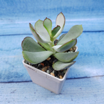 Сotyledon Сhocoline (Котиледон)
