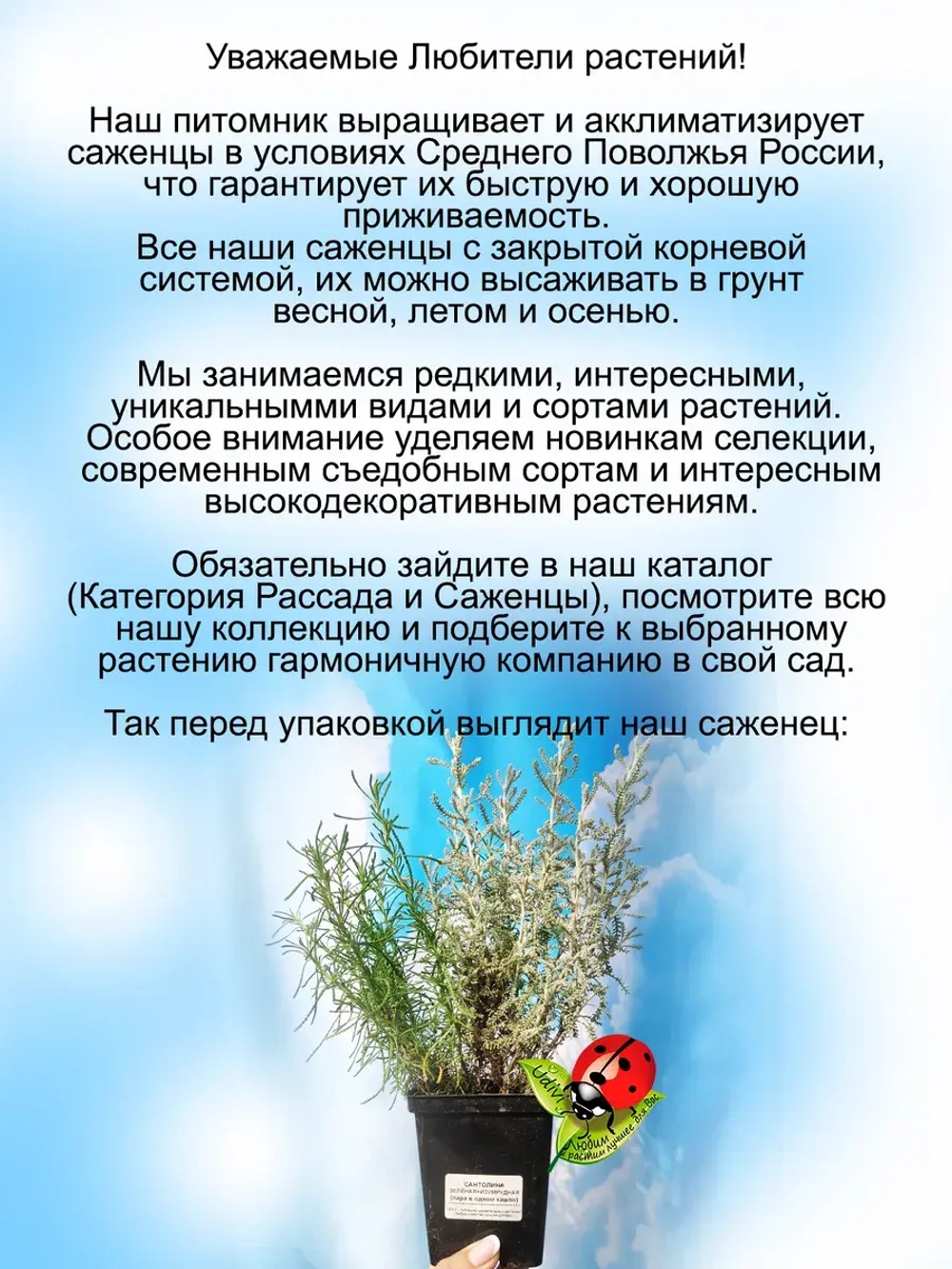 Сантолина Изумрудная и Серебристая в одном кашпо
