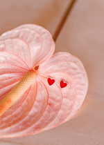 Пусеты «Хати» с алой ювелирной эмалью