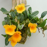 Орхидея DENDROBIUM JENKINSII