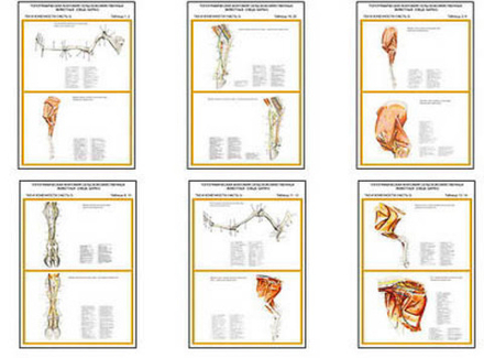 Плакаты ПРОФТЕХ "Топограф. анатомия. Овца, баран. Таз и конеч." (10 пл, винил, 70х100)