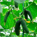 Бьерн F1 семена огурца партенокарпического (Enza Zaden / Энза Заден)