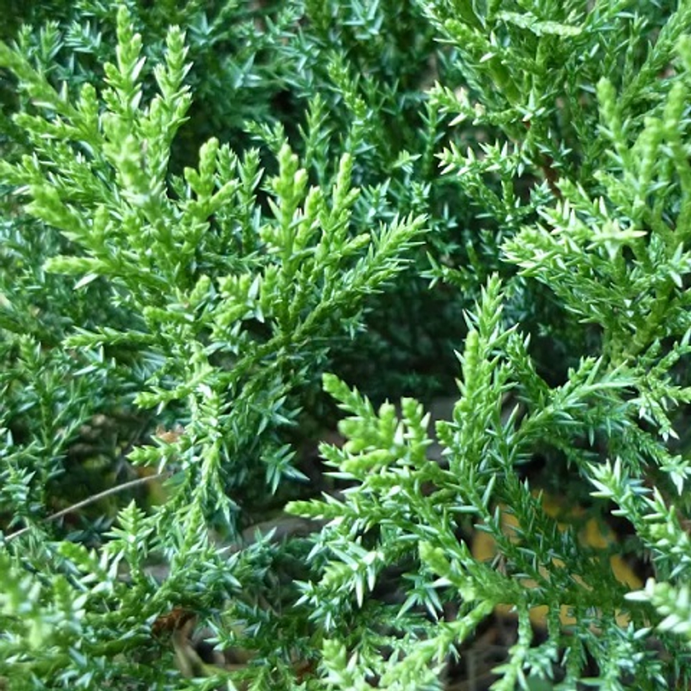 Можжевельник казацкий Там Ноу Блайт