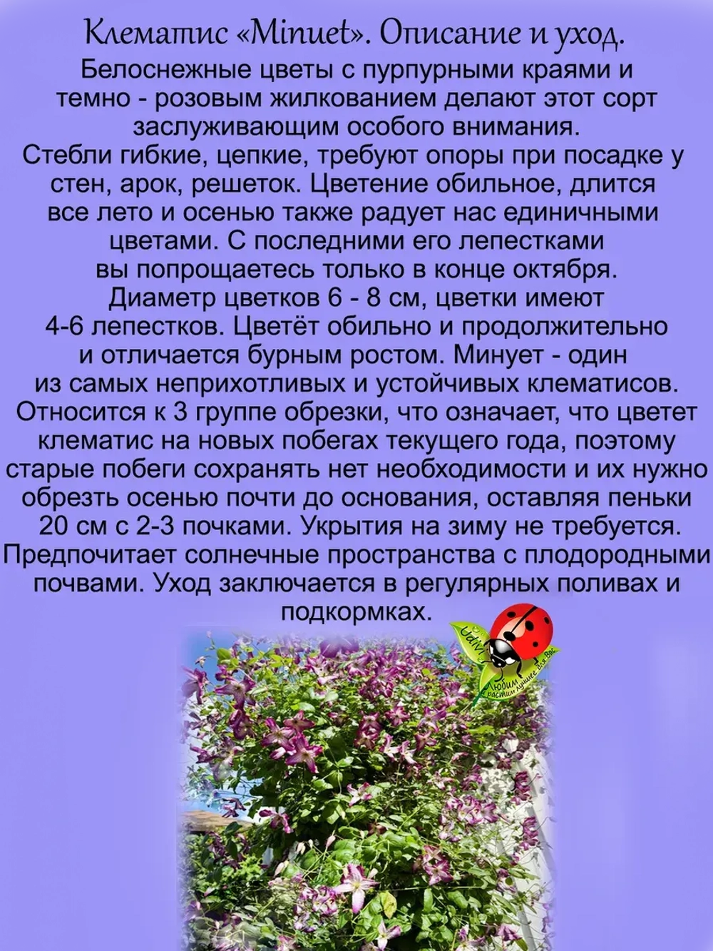 Кровохлебка Маленький Ангел Литл Ангел пестролистная