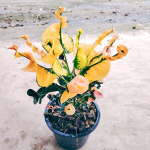 Кротон PHLAI NGAM