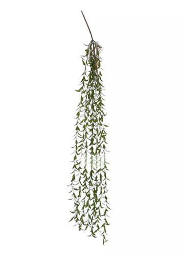 Ива узколистная ампельная 127 см