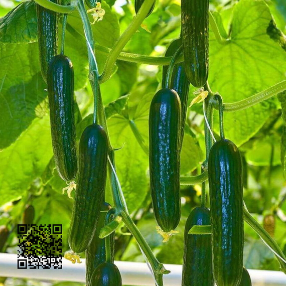 Волга_F1_семена_огурца_партенокарпического_(Гавриш)_оптом – фото 3