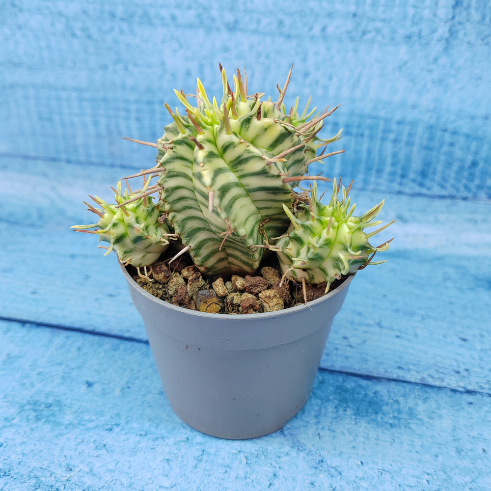 Euphorbia meloformis f. Variegated (Эуфорбия вариегатная)