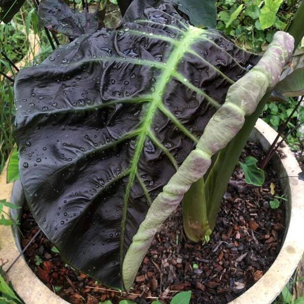 Колоказия PURPLE HAZE