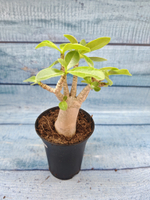 Adenium Baobab (Адениум)
