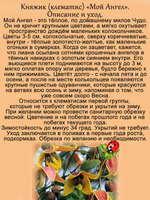 Княжик Мой Ангел клематис неукрывной