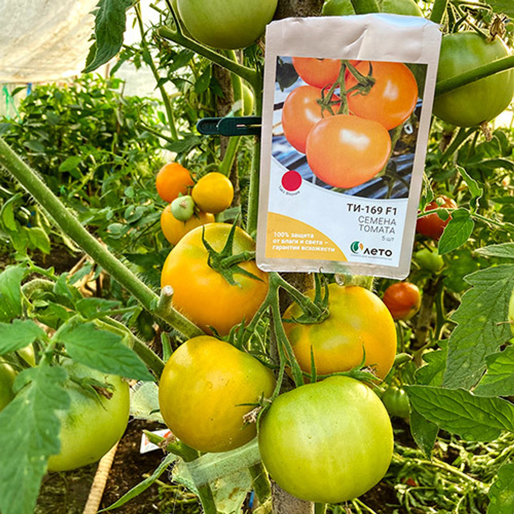 Cемена томата Ti-169 F1