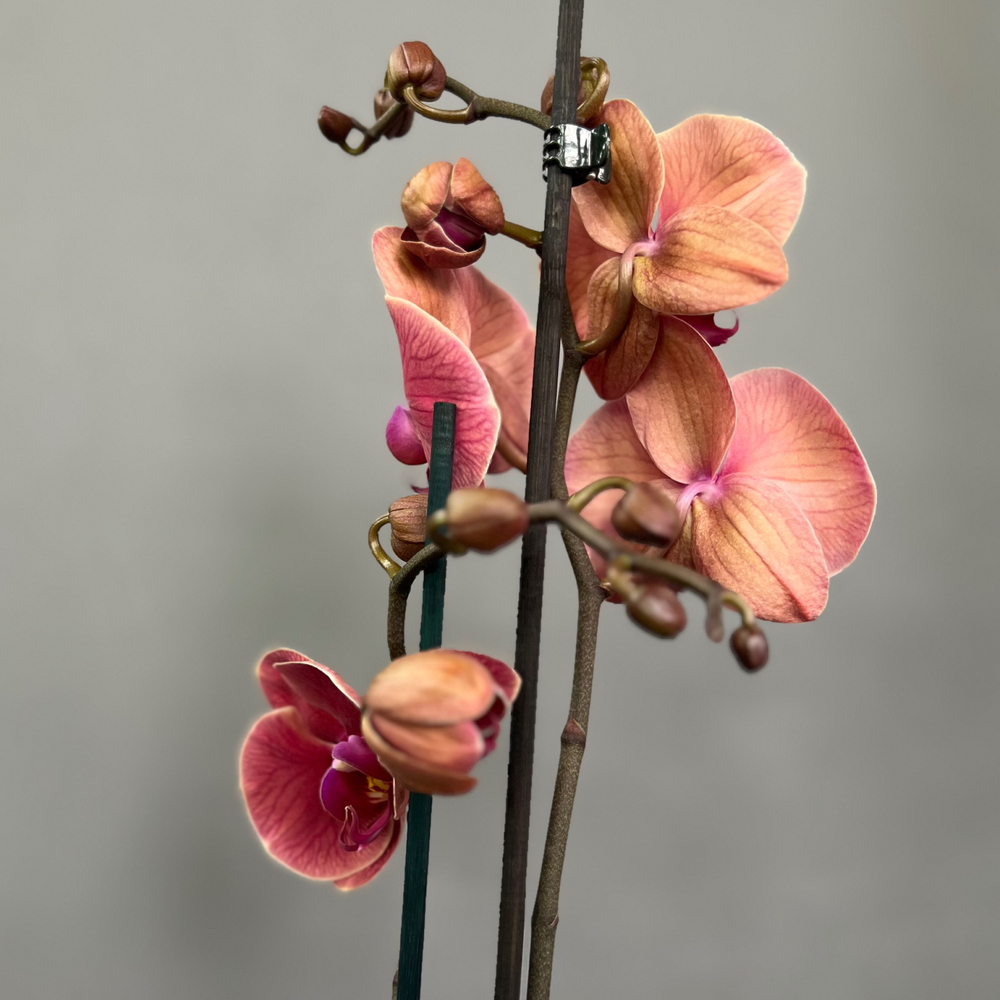 Орхидея Фаленопсис