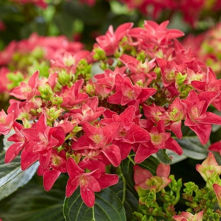 Francy Hot Pink/Фрэнси хот пинк Р11