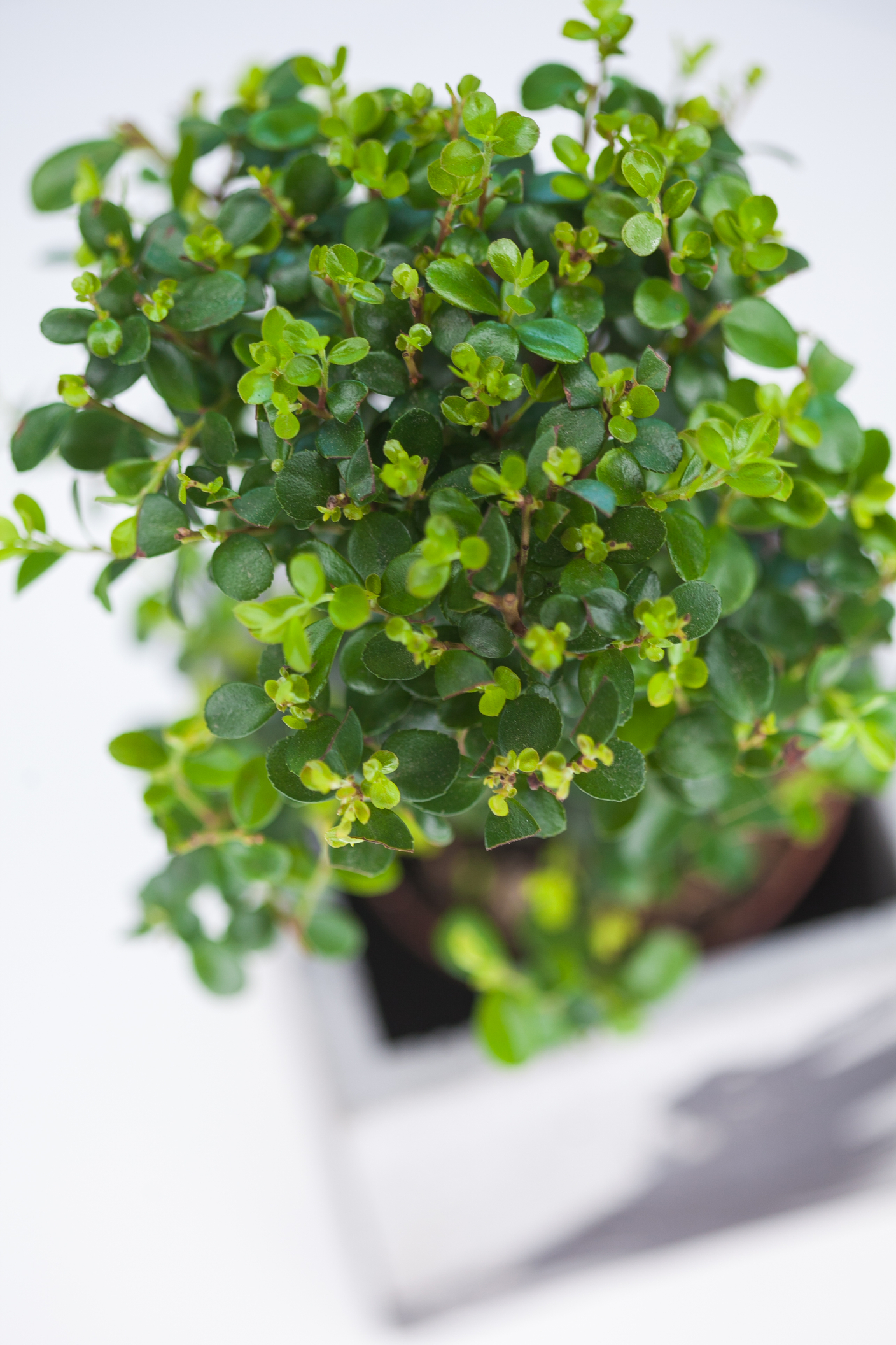 Весеннее обновление: как обрезать растения аккуратно и с пользой