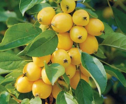 Яблоня Китайка Золотая Ранняя