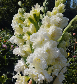 Гладиолус Москва Белокаменная