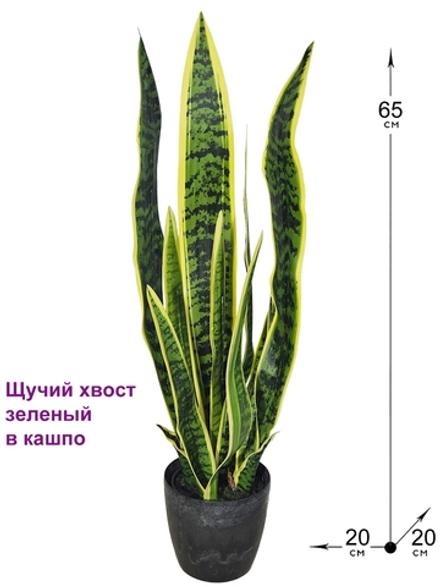 Щучий хвост зеленый в кашпо