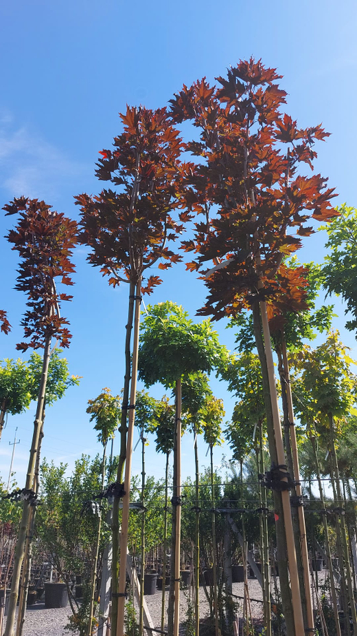 Клен остролистный Кримсон Сентри штамб Закупка М66 апрель 2026