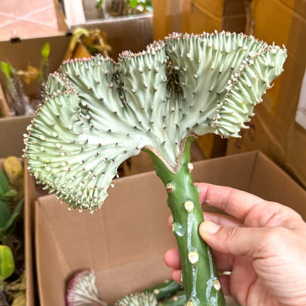 Эуфорбия лактеа кристата GRAY