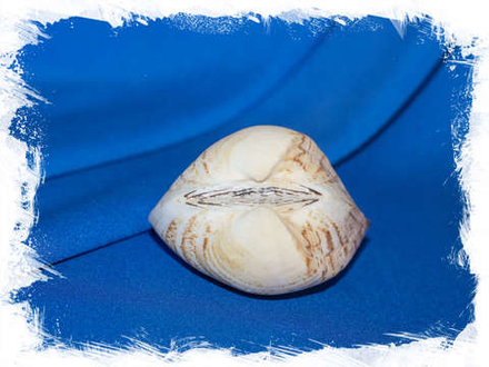 Кукуллаея лабиата (Cucullaea labiata)