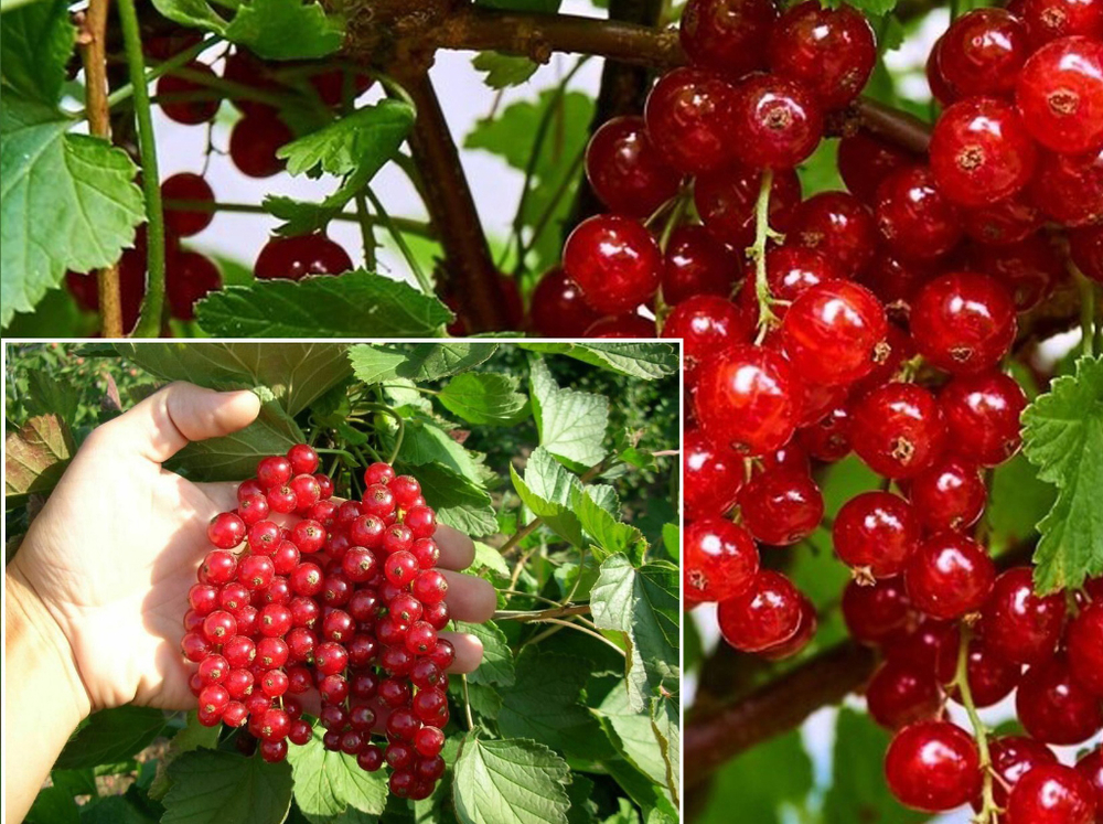 Саженец Смородины красной «Кузьмина» (Сибирская классика, Надежная, Вкусная)