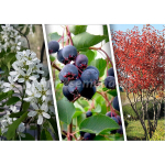 Ирга Ламарка ЗКС