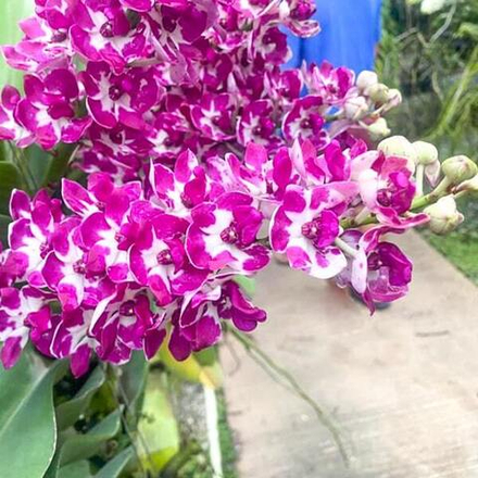 Ринхостилис RHY 06-THIP KESORN