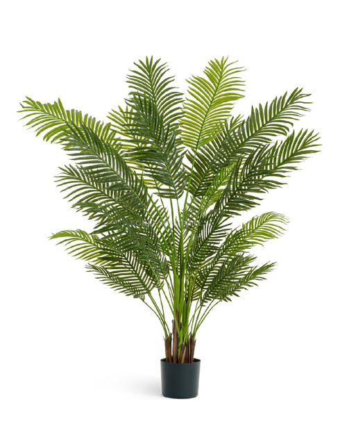 Пальма Арека New Paradise