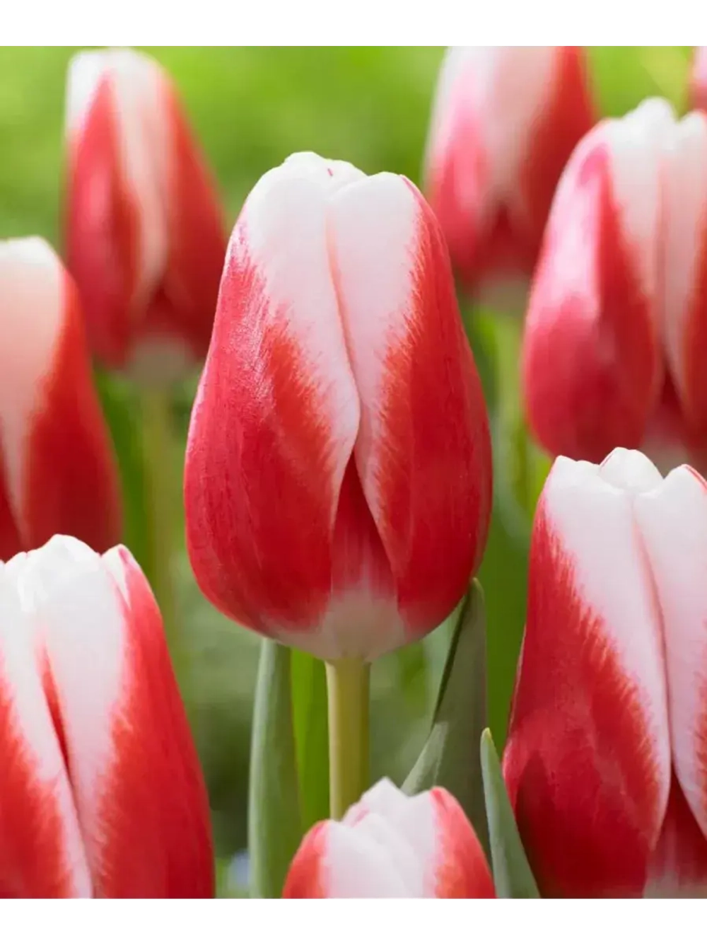 Тюльпаны,луковицы сорт Пол Маккартни (4штуки)