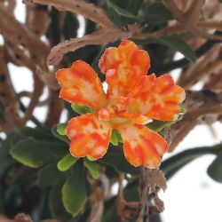 GAEM Цветочная композиция, L14 W12 H12,5 см