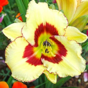 Лилейник Эль Десперадо