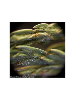 Микроскоп Levenhuk Rainbow 50L PLUS Лазурь