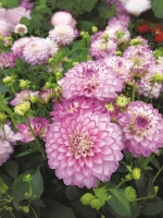 Георгин декоративный Дикси Мелоди