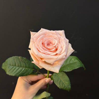 Роза нежно-розовая Кимберли 45 см 1 шт
