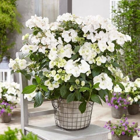 3х летняя Гортензия (горшок 10 литров) крупнолистовая РЕНЕВЕЙ БРАЙД (Hydrangea macrophylla 