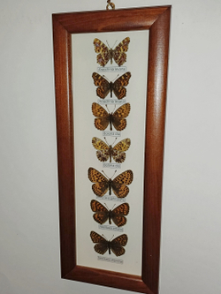 Бабочки в рамке