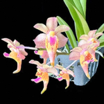 Орхидея эридес AER COOTESII X VANDA FLABELLATA