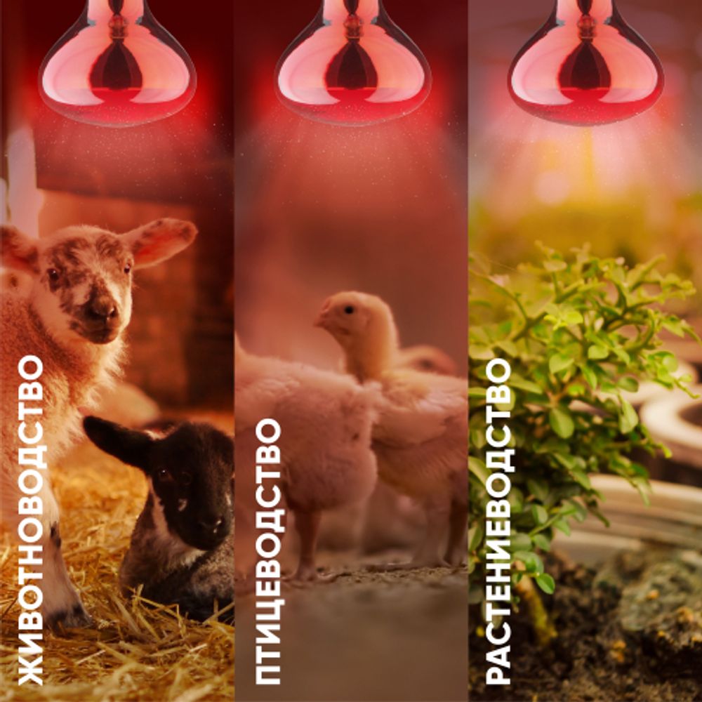 Инфракрасная лампа ЭРА ИКЗК 230-150 R127 для обогрева животных и освещения 150 Вт Е27