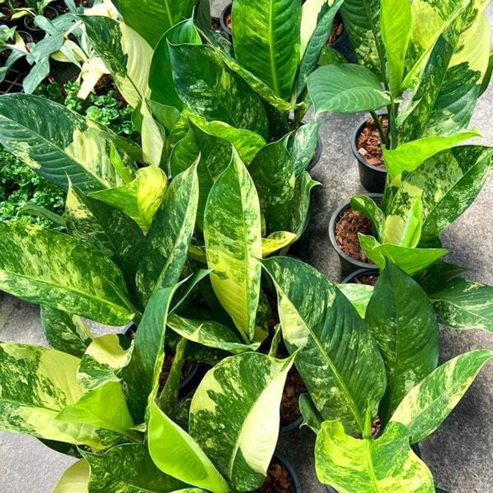 Диффенбахия SEDTHEE WILSON