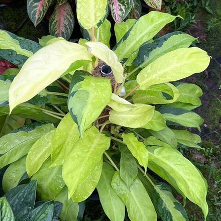 Филодендрон THAI SUNRISE