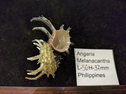 Ангария Империалис