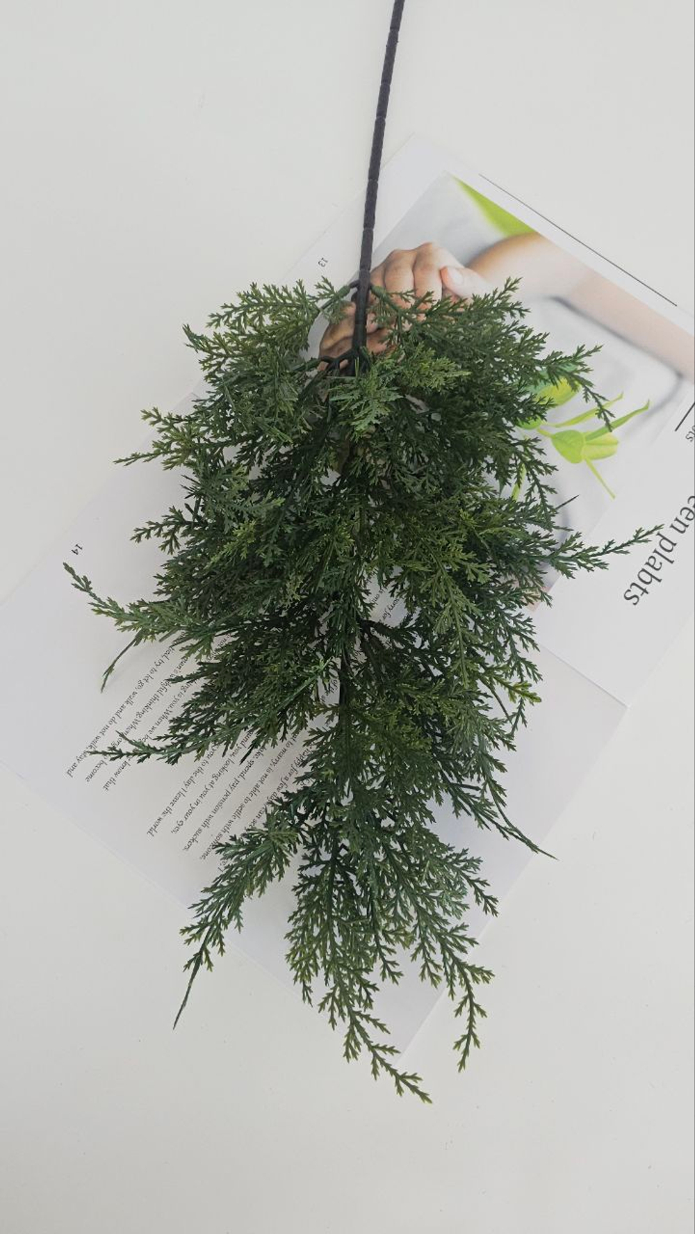 Ветка туи / Арт 5135