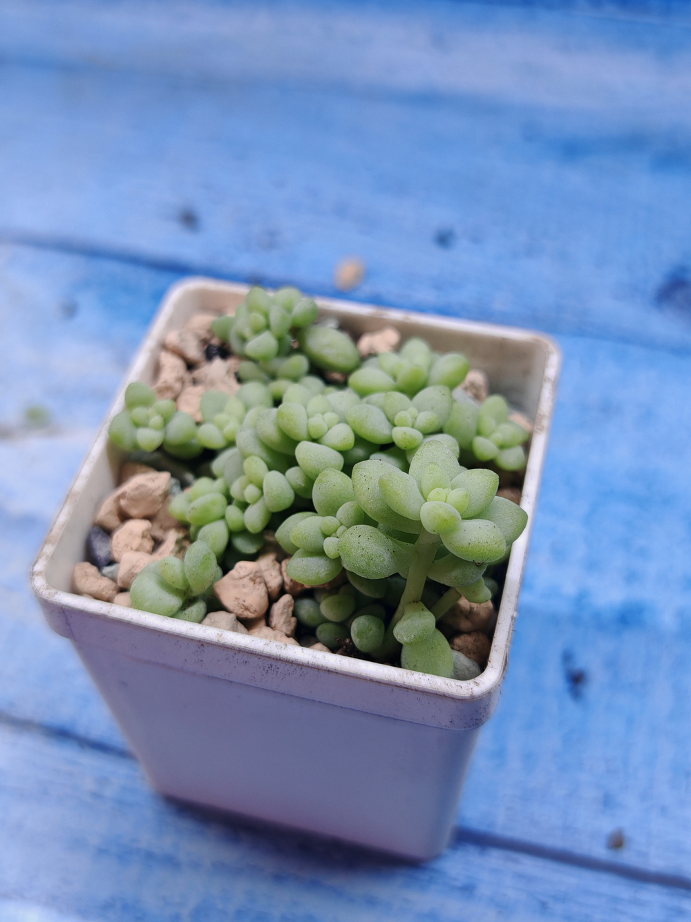 Sedum Burrito (Седум)