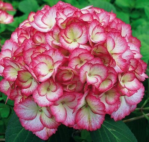 Гортензия крупнолистовая ГРАФИНЯ КОСЕЛ (Hydrangea macrophylla 
