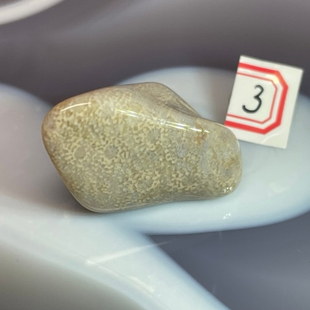 28797 Коралл окаменелый галтовка 28-42мм--60
