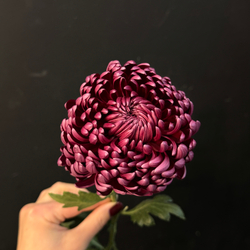 Хризантема бигуди цвета бургунди 60 см / 1 шт